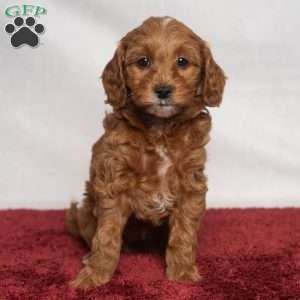 Jenna, Cavapoo Puppy